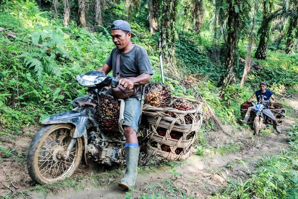노동자들이 지난 26일 인도네시아 북수마트라주의 델리 세르당에서 새로 수확한 팜 열매를 오토바이로 나르고 있다. (사진=연합뉴스 제공)