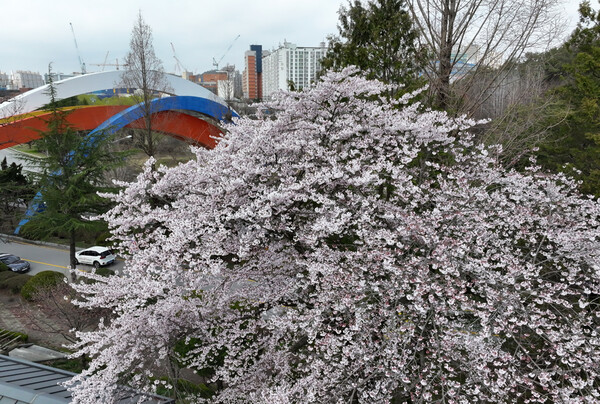 29일 광주 북구 중외공원의 벚나무가 흰 벚꽃을 활짝 피웠다. 2024.3.29 ⓒ연합뉴스