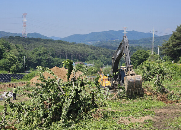 31일 오전 강원 홍천군의 한 배 재배 농가에서 방역 당국 관계자들이 매몰 작업을 벌이고 있다. ⓒ연합뉴스